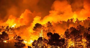 Incendios forestales de 2026: las nuevas medidas laborales y sociales que protegen a las personas trabajadoras Incendio forestal de gran intensidad con un amplio frente de llamas que avanza entre una masa de pinos durante la noche, generando una densa columna de humo y un resplandor anaranjado