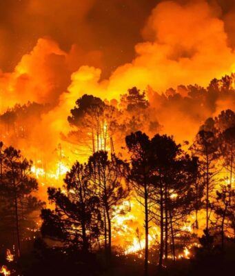 Incendios forestales de 2026: las nuevas medidas laborales y sociales que protegen a las personas trabajadoras Incendio forestal de gran intensidad con un amplio frente de llamas que avanza entre una masa de pinos durante la noche, generando una densa columna de humo y un resplandor anaranjado