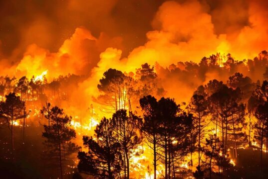 Incendio forestal de gran intensidad con un amplio frente de llamas que avanza entre una masa de pinos durante la noche, generando una densa columna de humo y un resplandor anaranjado