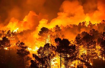 Incendios forestales de 2026: las nuevas medidas laborales y sociales que protegen a las personas trabajadoras Incendio forestal de gran intensidad con un amplio frente de llamas que avanza entre una masa de pinos durante la noche, generando una densa columna de humo y un resplandor anaranjado